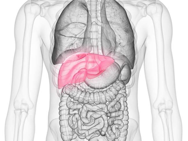 Silueta masculina transparente con hígado de color, ilustración por ordenador . - foto de stock