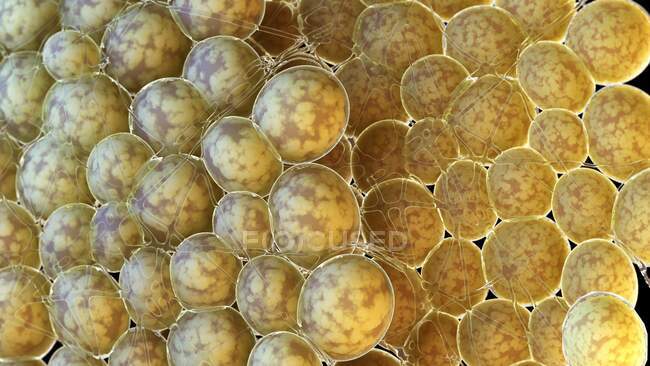 Cellules adipeuses, illustration par ordinateur — Photo de stock
