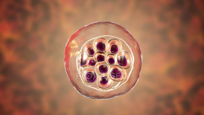 Plasmodium vivax protozoario, ilustración por ordenador
. - foto de stock