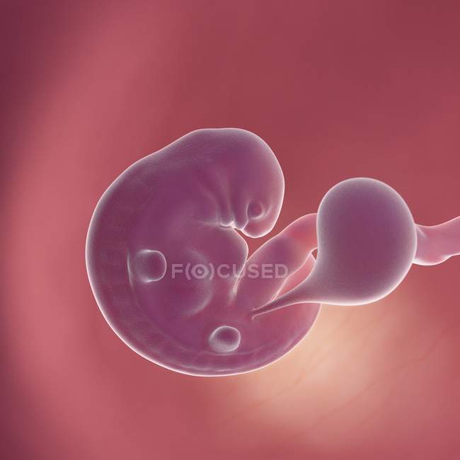 Human fetus at week 6, realistic digital illustration. — Stock Photo