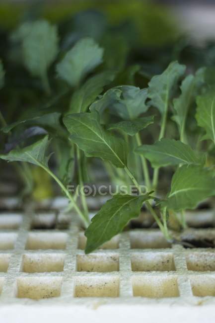 Jungpflanzen-Triebe bereit für die Pflanzung, Nahaufnahme. — Stockfoto