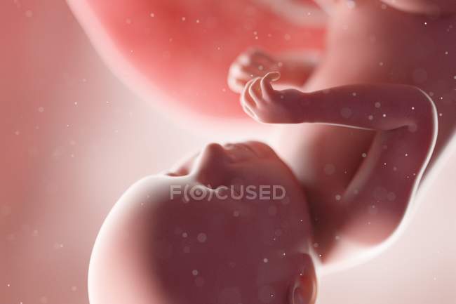 Fœtus humain réaliste à la semaine 39, illustration par ordinateur . — Photo de stock