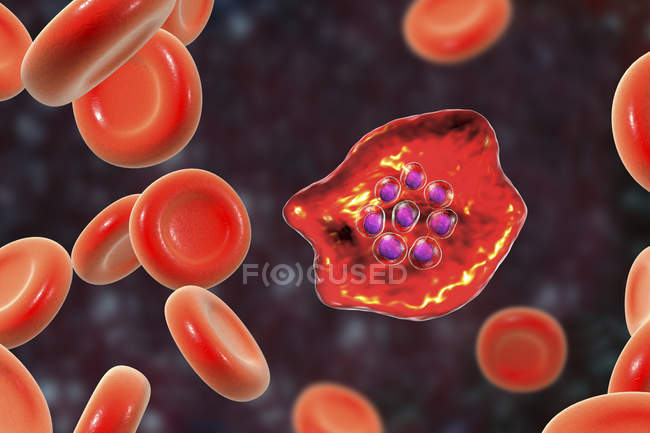 Plasmodium ovale protozoário parasita e glóbulos vermelhos em fluxo, ilustração do computador
. — Fotografia de Stock