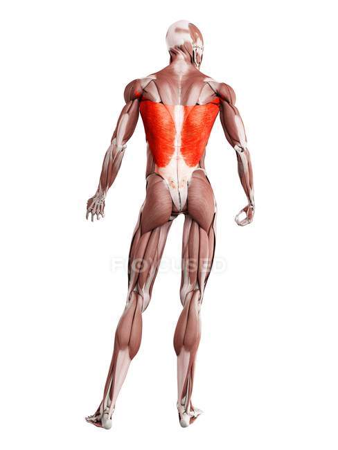 Figura física masculina con músculo Latissimus dorsi detallado, ilustración digital
. - foto de stock