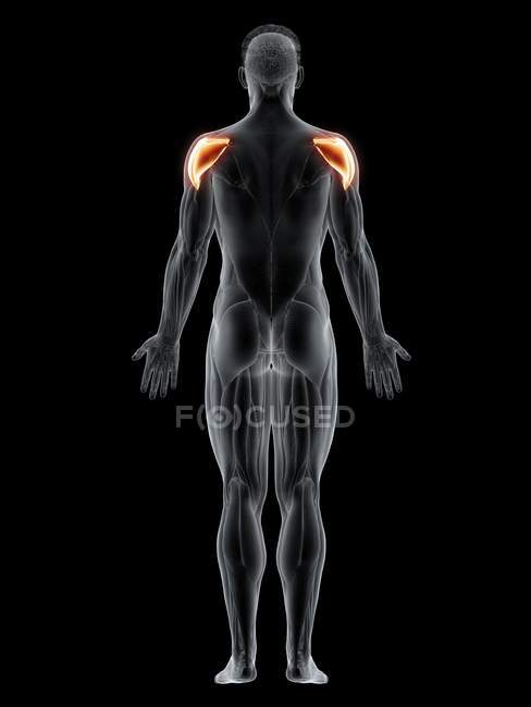 Corpo maschile con visibile colorato Deltoid muscolo, illustrazione del computer . — Foto stock