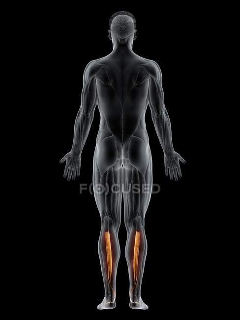 Мужское тело с видимым цветным тибиалисом задней мышцы, компьютерная иллюстрация . — стоковое фото