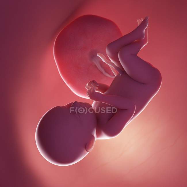 Fœtus humain réaliste à la semaine 39, illustration par ordinateur . — Photo de stock