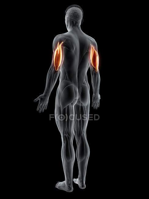 Figura maschile astratta con dettagliato muscolo tricipite, illustrazione del computer . — Foto stock