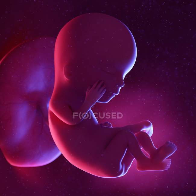 Foetus humain à la semaine 12, illustration numérique multicolore . — Photo de stock