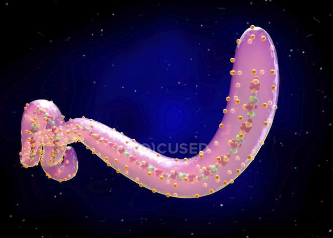 Ebola virus struktur, digitale illustration. — Stockfoto