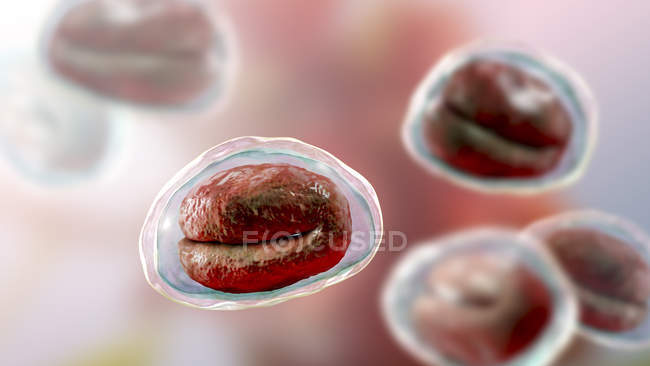 Enterobius vermicularis huevos de gusano que contienen larvas de gusano, agente causal de enterobiasis, ilustración por computadora
. - foto de stock