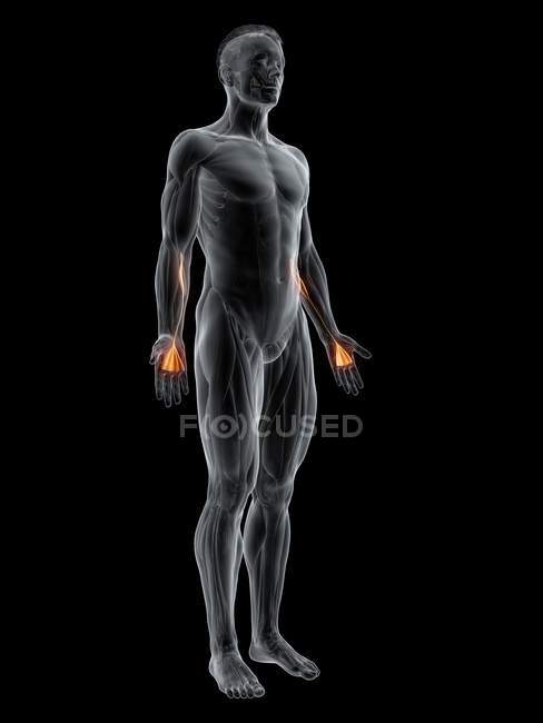 Abstrakte männliche Figur mit detailliertem Palmaris longus Muskel, digitale Illustration. — Stockfoto