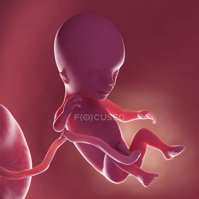 Людський плід на 14 тижні, реалістична цифрова ілюстрація . — стокове фото