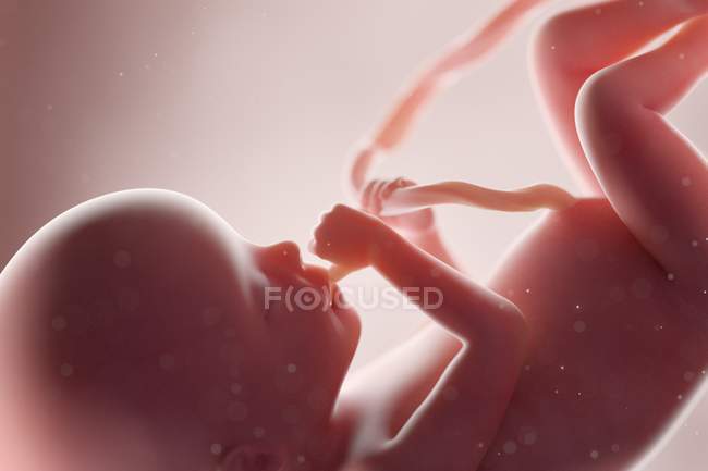 Realistic human fetus at week 20, computer illustration. — Stock Photo