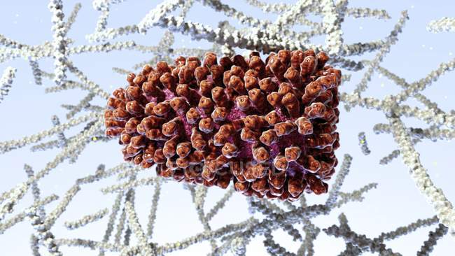 Ilustración por ordenador del virus de la rabia, en forma de bala y cubierto de glicoproteínas
. - foto de stock