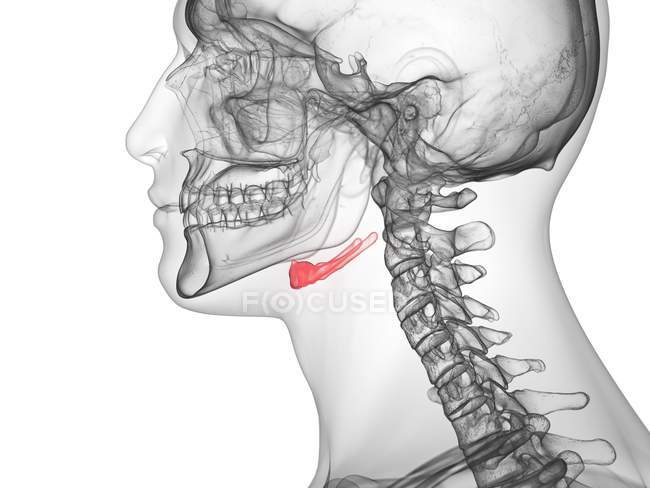 Hyoid bone in transparent human body, computer illustration. — Stock Photo
