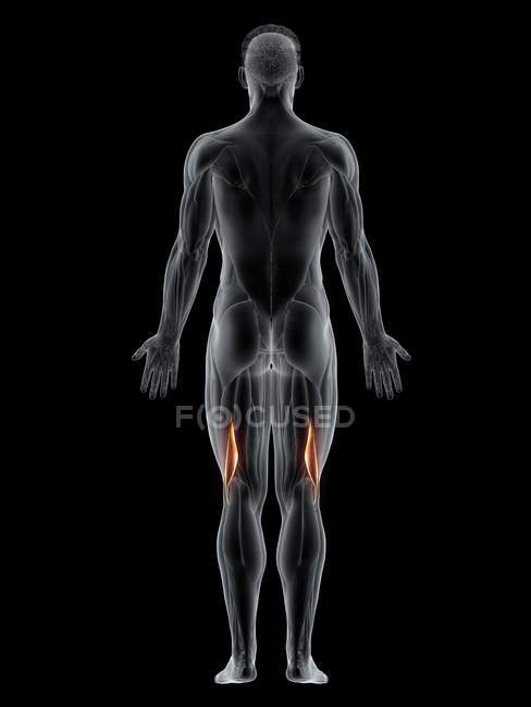 Männlicher Körper mit sichtbarem farbigem Bizeps Femoris Kurzmuskel, Computerillustration. — Stockfoto