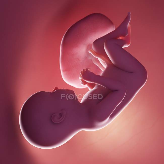 Fœtus humain réaliste à la semaine 37, illustration par ordinateur . — Photo de stock