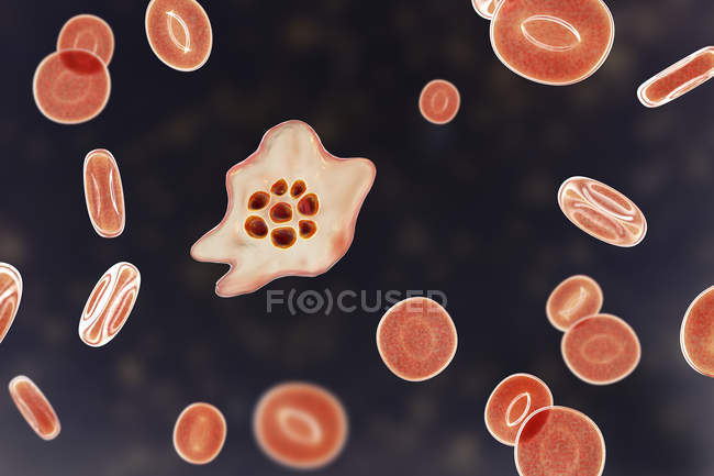 Плазмодиевый овальный протозойный паразит и красные кровяные тельца в потоке, компьютерная иллюстрация
. — стоковое фото
