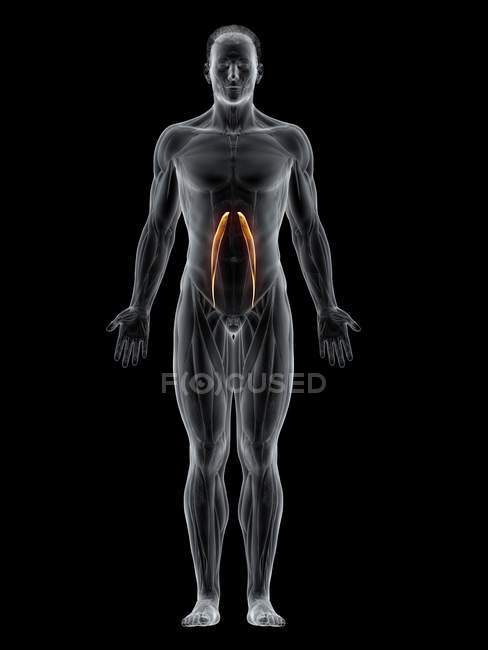 Абстрактное мужское тело с подробным Psoas малых мышц, компьютерная иллюстрация
. — стоковое фото