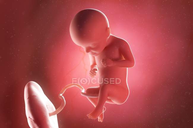 Foetus humain à la semaine 29, illustration par ordinateur . — Photo de stock