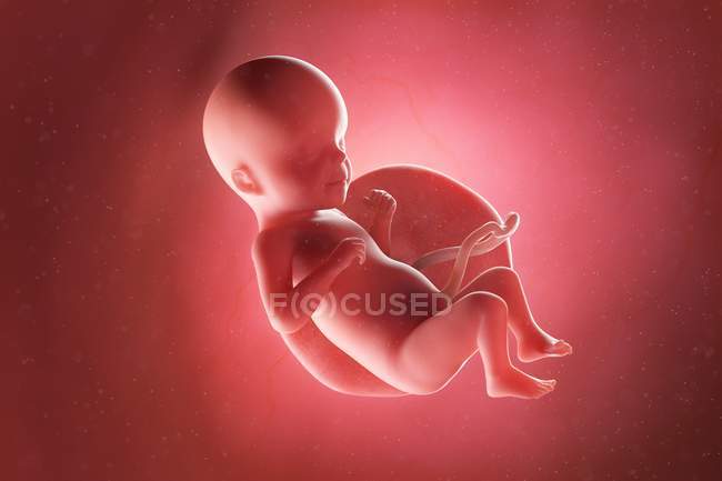 Foetus humain à la semaine 26, illustration par ordinateur . — Photo de stock