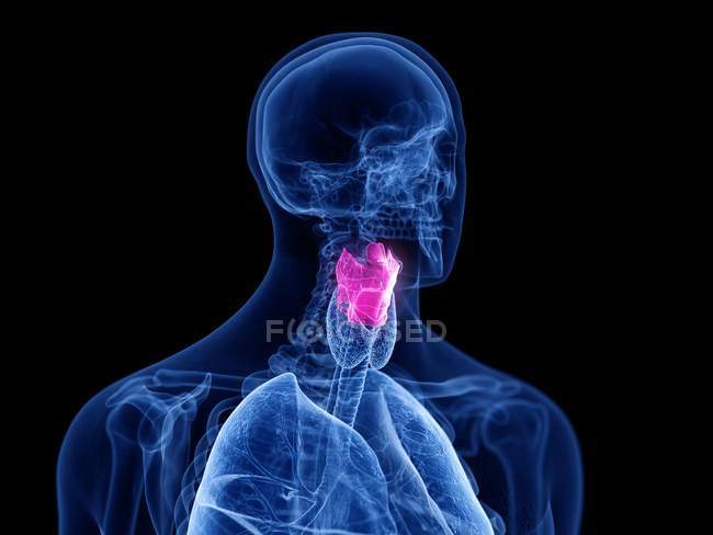 Transparent human silhouette with colored larynx, computer illustration. — Stock Photo