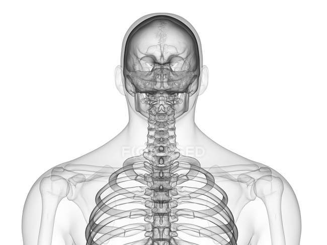 Ossa del corpo superiore del corpo umano maschile, illustrazione digitale . — Foto stock