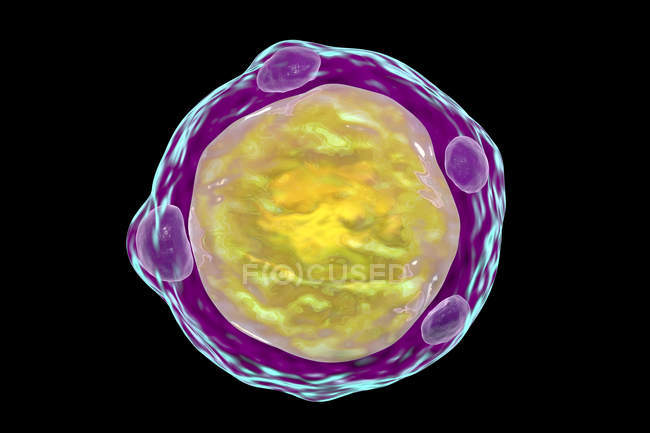 3-я иллюстрация blastocystis hominis parpete, возбудителя диарейной инфекции. — стоковое фото