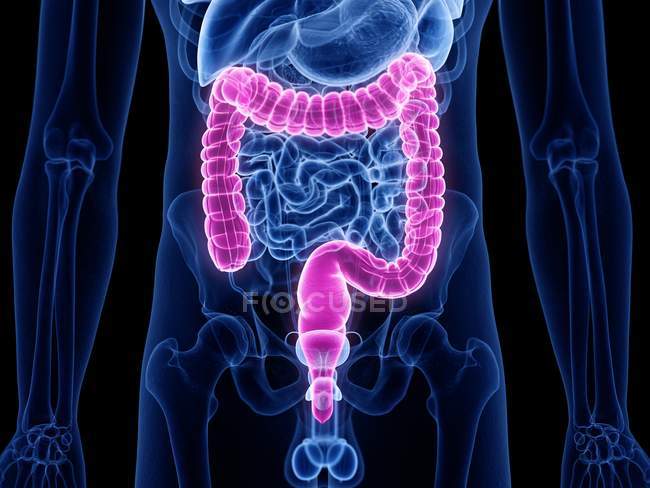 Silueta masculina transparente con intestino grueso visible, ilustración por ordenador
. - foto de stock