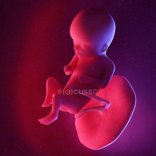 Fœtus humain à la semaine 16, illustration numérique multicolore . — Photo de stock