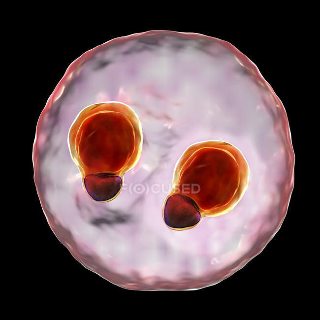 Protozoo Plasmodium falciparum cell, agente causal de la malaria tropical, ilustración digital
. - foto de stock