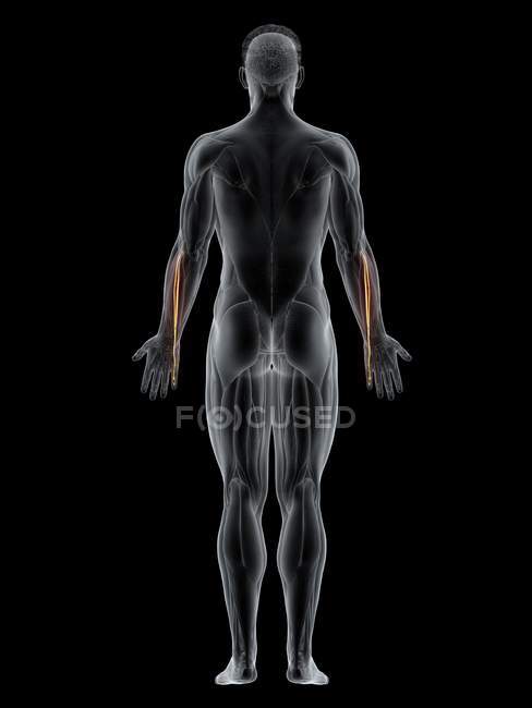 Male body with visible colored Extensor digiti minimi muscle, computer illustration. — Stock Photo