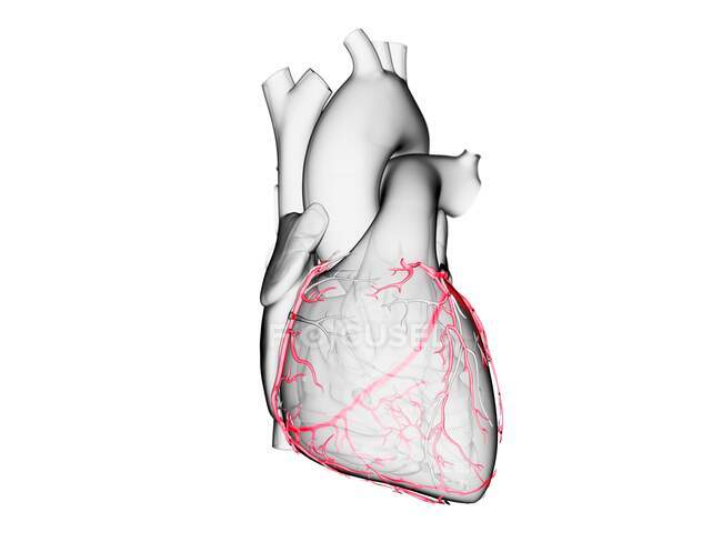 Arterias coronarias, ilustración informática. - foto de stock