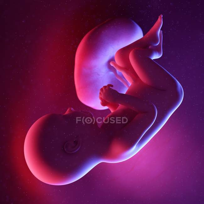 Foetus humain à la semaine 37, illustration numérique multicolore . — Photo de stock