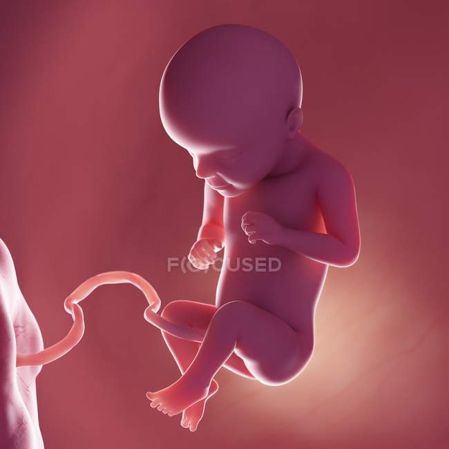 Foetus humain à la semaine 29, illustration numérique réaliste . — Photo de stock