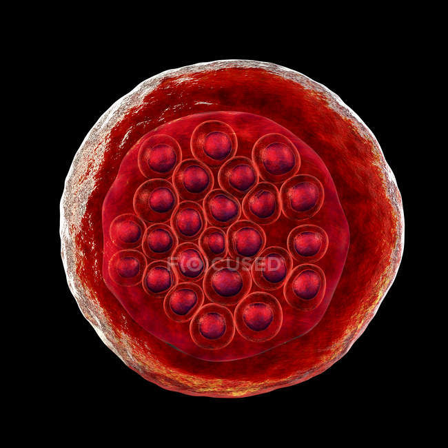 Protozoan Plasmodium falciparum, возбудитель тропической малярии, цифровая иллюстрация
. — стоковое фото