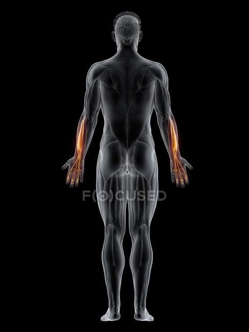 Männlicher Körper mit sichtbarem farbigem Streckmuskel digitorum, Computerillustration. — Stockfoto