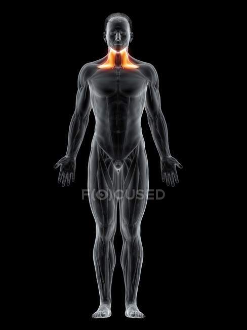 Abstrakter männlicher Körper mit detailliertem Platysma-Muskel, Computerillustration. — Stockfoto
