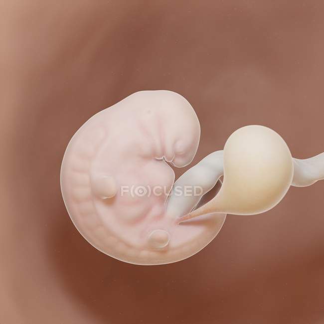 Fœtus humain à la semaine 6, illustration numérique réaliste . — Photo de stock
