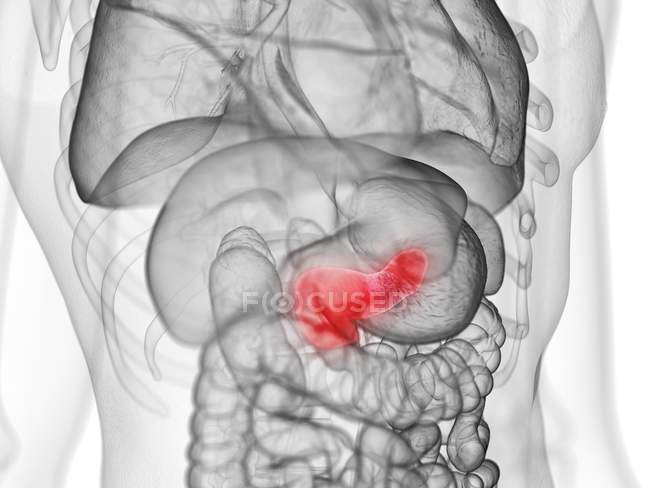 Páncreas de color rojo en el cuerpo humano masculino, ilustración digital
. - foto de stock