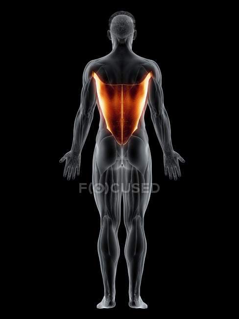 Cuerpo masculino con músculo Latissimus dorsi de color visible, ilustración por ordenador . - foto de stock