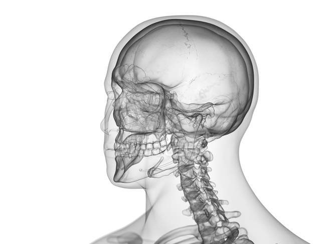 Silueta masculina abstracta con cráneo humano visible, ilustración por computadora . - foto de stock