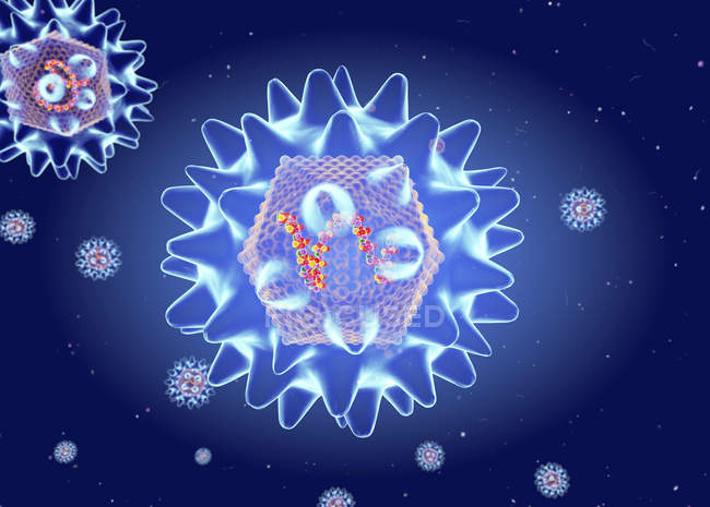 Struttura del virus Hanta, illustrazione digitale . — Foto stock