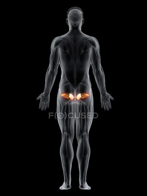 Мужское тело с видимой цветной Gemellus мышцы, компьютерная иллюстрация
. — стоковое фото