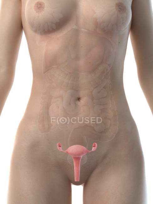 Жіноча анатомічна фігура з детальною маткою, ілюстрацією до комп'ютера.. — стокове фото
