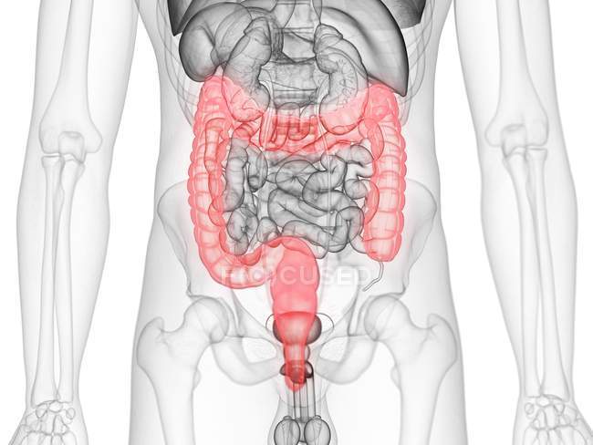Figura masculina abstracta que muestra el intestino grueso de color, ilustración por computadora . - foto de stock
