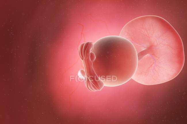 Foetus humain à la semaine 5, illustration par ordinateur . — Photo de stock