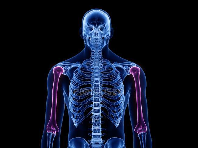 Humérus os dans le corps humain transparent, illustration par ordinateur . — Photo de stock