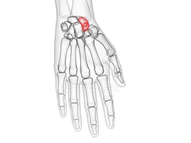 Scaphoïde osseux dans le squelette du corps humain, illustration informatique . — Photo de stock